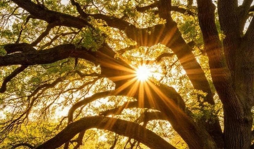 Acompañamiento Energético